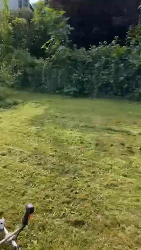 Gemähte Rasenfläche mit Sträuchern im Hintergrund