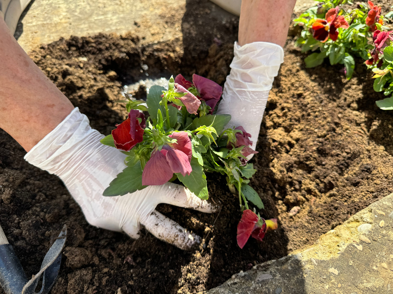 Symbolbild: Hände mit Handschuhen setzen blühende Stiefmütterchen in Erde