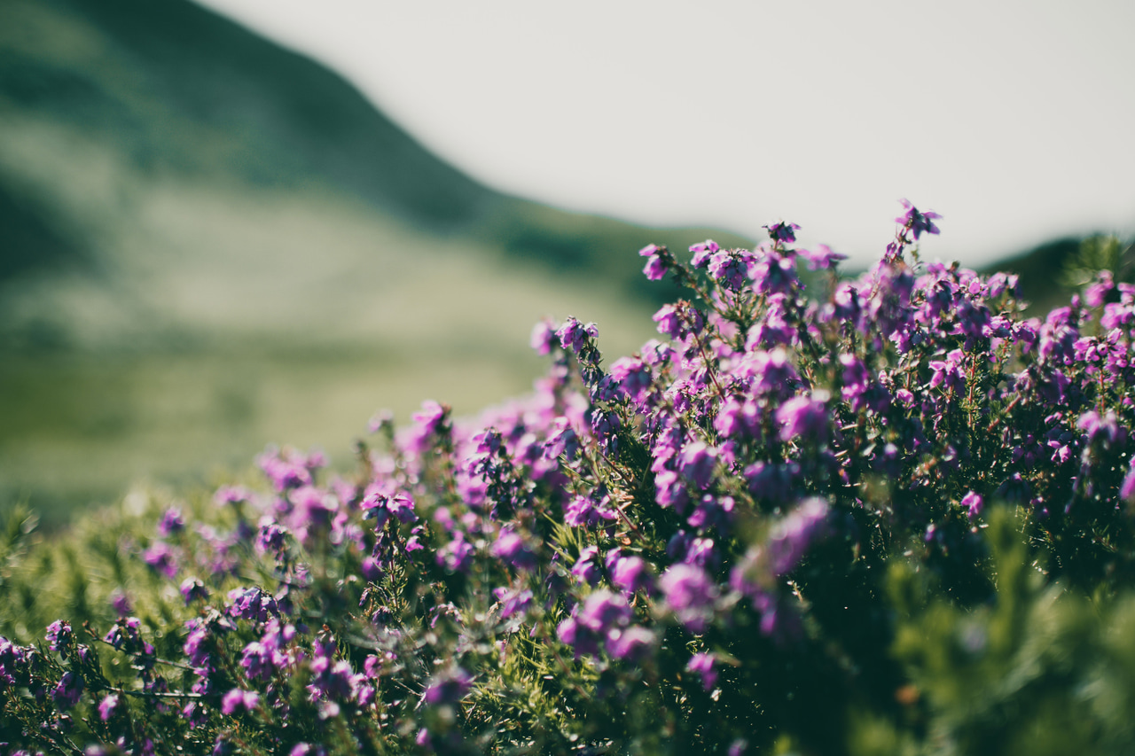 Symbolbild: Violett blühende Heide als pflanzliches Detail